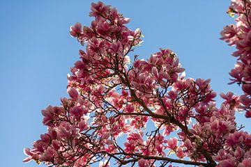 Magnolia blossom against a beautiful blue background with rays of sun coming through by Kim Willems