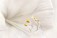 Amaryllis