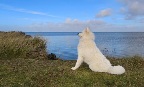 Samoyed