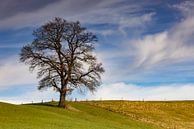 Imposanter Baum nähe Apfeldorf von Andreas Müller Miniaturansicht