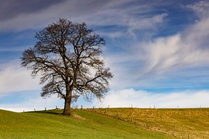 Arbre imposant près de Apfeldorf