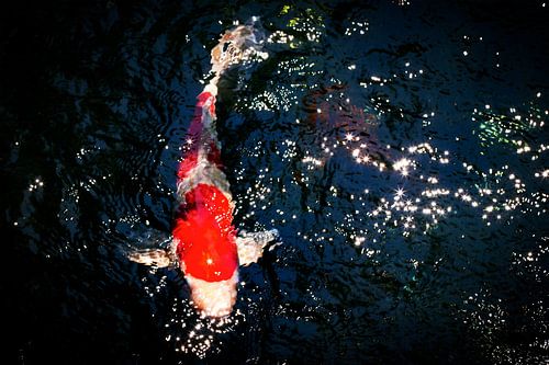 Koi van Christine Bässler