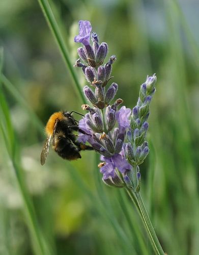 Sensation de printemps sur Esmeralda de Nooijer