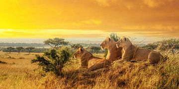 Des lionnes à l'heure d'or