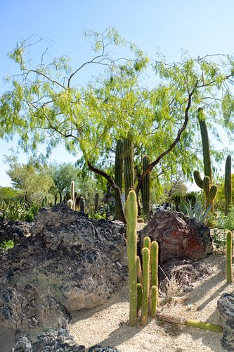 Cactustuin, Henderson