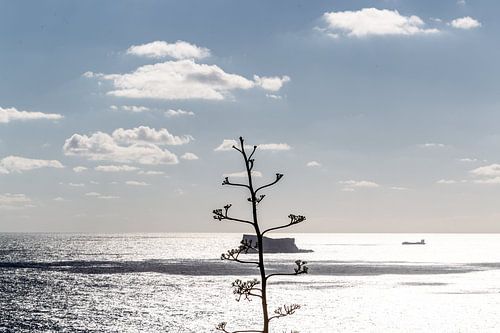 top van de boom doorkruist het zicht op een rotseilandje op Malta