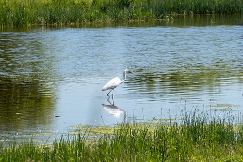Oiseau