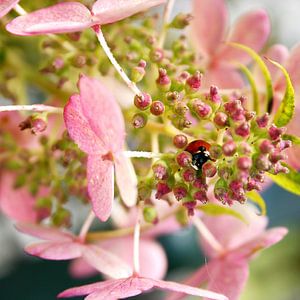 Ladybug by Mariska Hofman