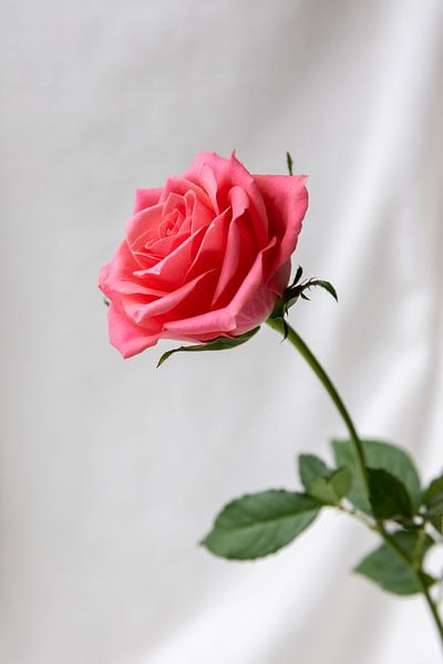 die Rose von Fotos by Angelique