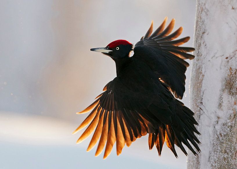 Männlicher Schwarzspecht fliegt mit schönem Gegenlicht. von AGAMI Photo Agency