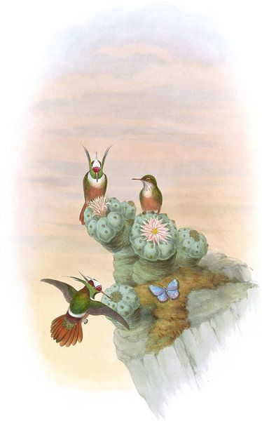 Salvins Coquette, John Gould von Hummingbirds