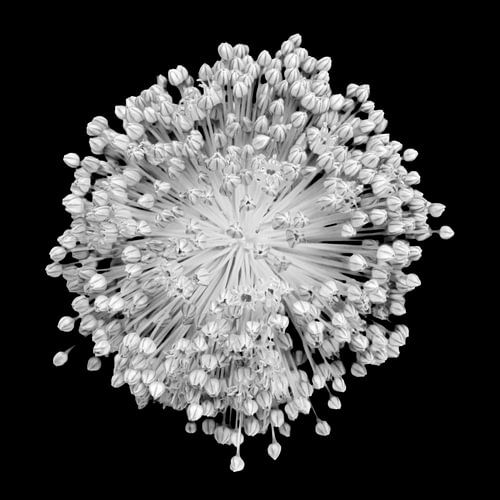 Bloem zwart wit no. 2 / close-up