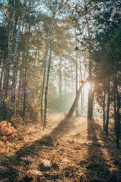 Sonnenaufgang auf dem Lutterzand | Goldenes Glühen im Wald