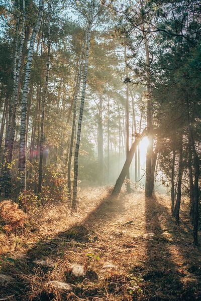 Sonnenaufgang auf dem Lutterzand | Goldenes Glühen im Wald von Wandeldingen