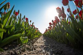 Red Tulips by Jacky van Schaijk