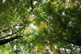 Toit de feuilles sur Stefan Keiner