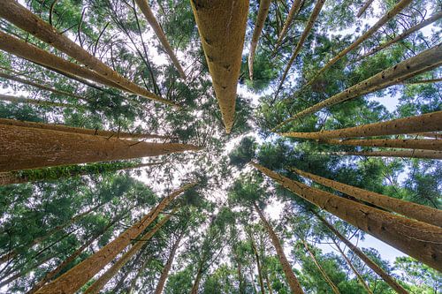 Forêt à São Miguel, Açores sur Michel van Kooten