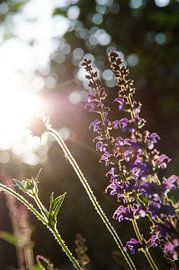 Lavendel in de zon by Bram van der Meer