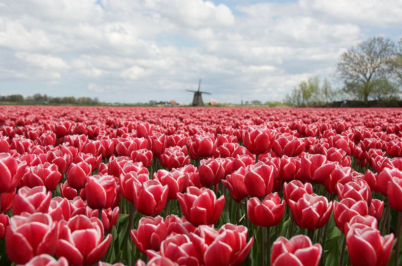 Tulpen en molen van Willem Holle WHOriginal Fotografie