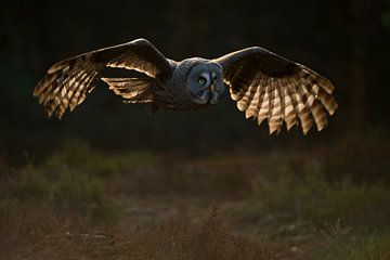 Great Grey Owl ( Strix nebulosa ) in silent flight, nice backlight van wunderbare Erde