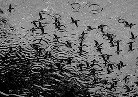 Wigeons by Rinke van Brenkelen