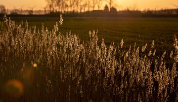 Ochtendlicht op Walcheren 5 van Percy's fotografie