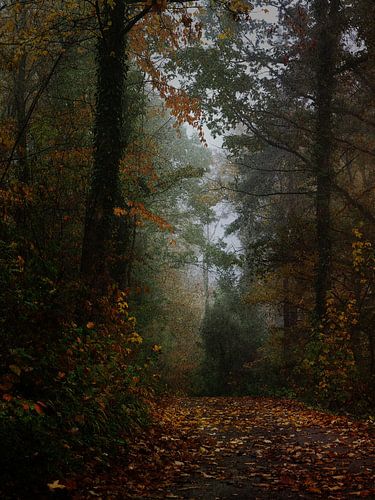In het herfstbos van Augen | Blicke Foto-Art