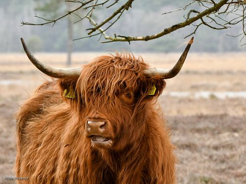 Schotse Hooglander van Hilde Wekema