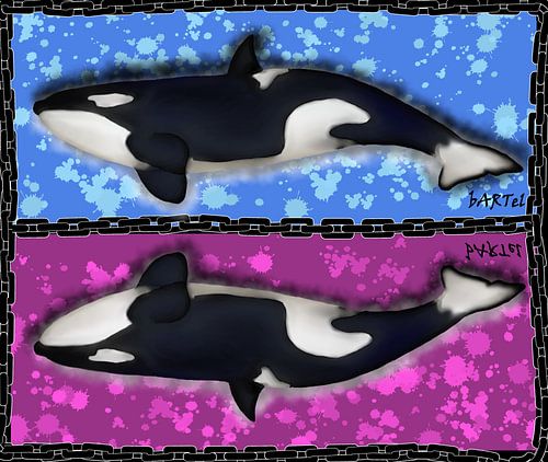 Orca en miroir