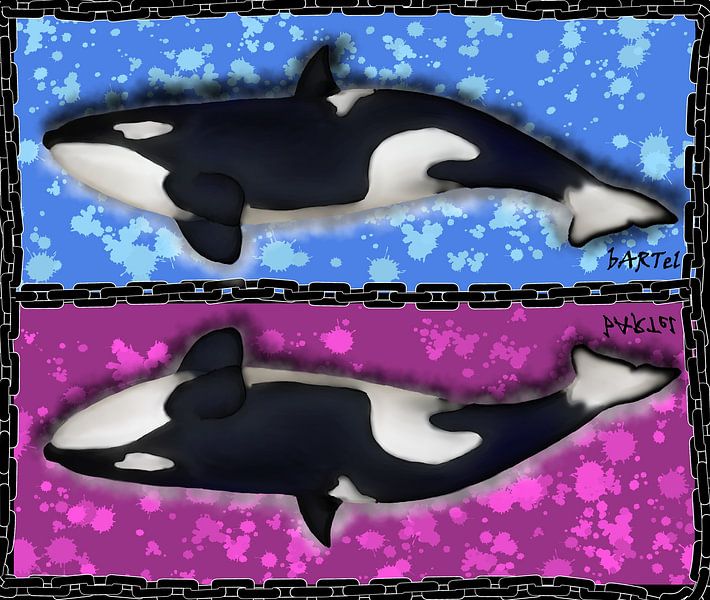 Orca mirrored by Carina Bartel