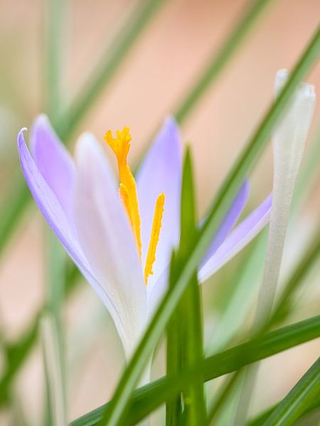 Crocus flower, delicate and filigree depicted by Martin Köbsch
