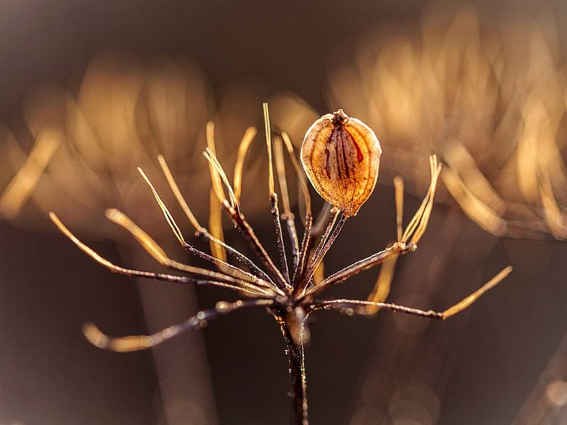 Weed seed by Rob Boon