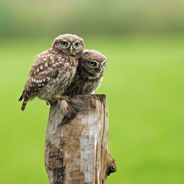 Juveniele steenuilen van Miranda Bos