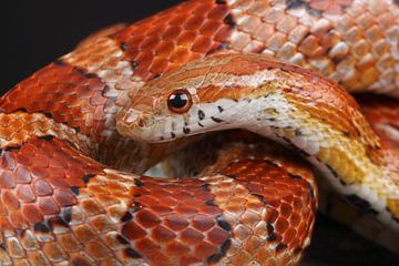 Korenslang (Pantherophis guttatus) van Ronald Pol