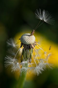 Close-up of a dandelion in summer by Ulrike Leone