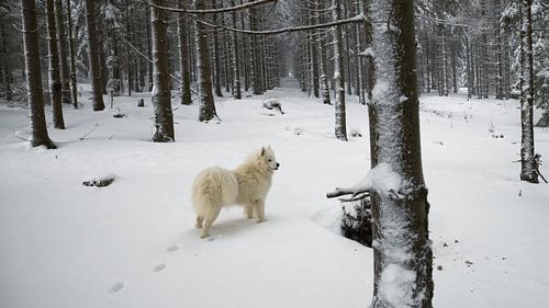 Samoyed