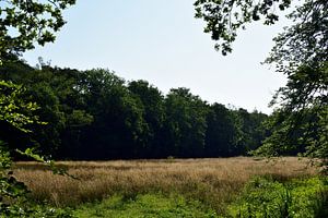 Eine sonnige Waldwiese