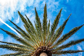 Palmboom in onderaanzicht van Pictorine