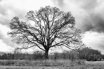 Winter silhouet van een oude boom in zwart wit van Lisette Rijkers