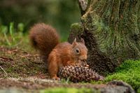 Eekhoorn in t bos