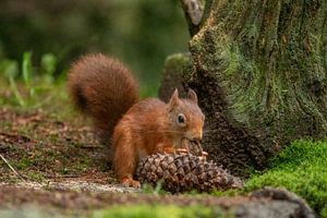 Eichhörnchen im Wald von Tanja van Beuningen