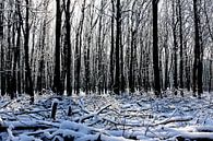 Winter in het bos van Antwan Janssen thumbnail