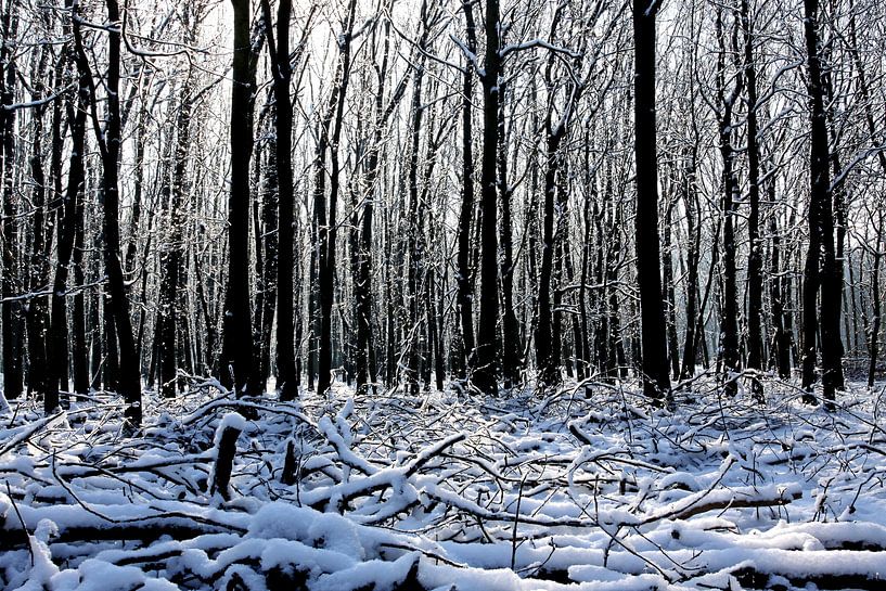 Winter in het bos van Antwan Janssen