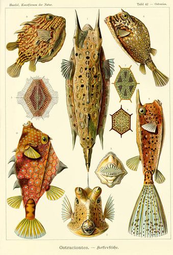 Ostraciontes - Ernst Haeckel - 1904