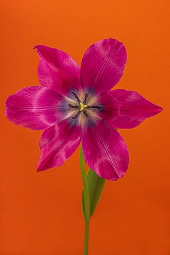 Eyecatcher Pop of Colour: Een open fuchsia kleurige tulp in oranje van Marjolijn van den Berg