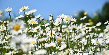 Un champ de marguerites en fleur sur Claude Laprise