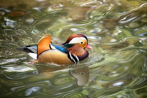 Close-up van een Mandarijneend in het water