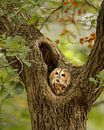 Tawny owl during autumn by Patrick van Bakkum thumbnail