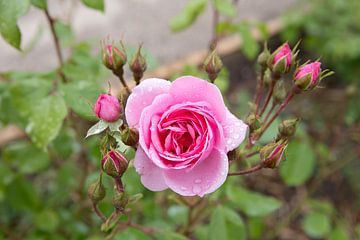 Roze roos van Evelien Bauwens