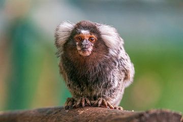 een klein wit kuifaapje (Callithrix jacchus) zittend op een tak in een bos van Mario Plechaty Photography